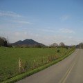 Road, Cows, and House Mtn.